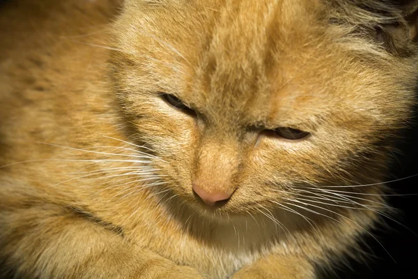 姜猫肖像 — 图库照片