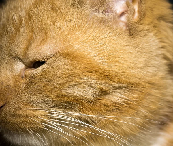 Ginger Cat Retrato — Foto de Stock