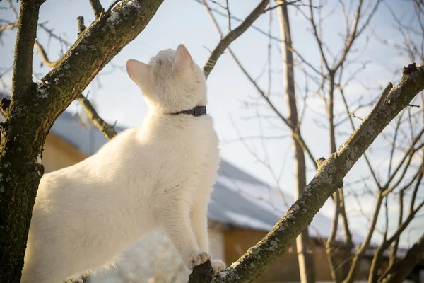 Λευκή γάτα πάνω σε δέντρο Χειμώνας — Φωτογραφία Αρχείου