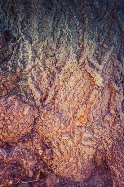 Macro de corteza de árbol —  Fotos de Stock