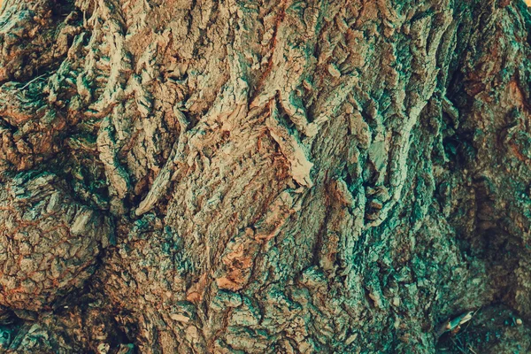 Macro de corteza de árbol —  Fotos de Stock