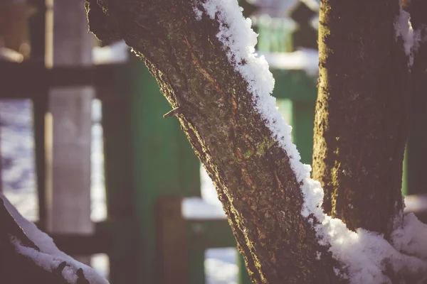 Árvore de inverno com macro neve — Fotografia de Stock