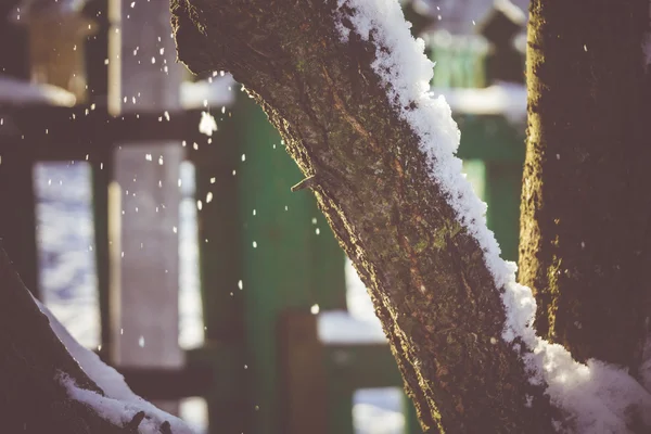 雪マクロと冬の木 — ストック写真