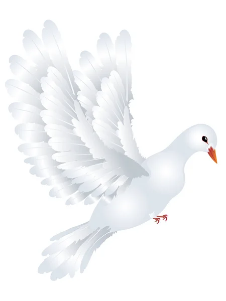Paloma blanca Ilustración — Vector de stock