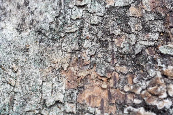 Casca de bétula Macro — Fotografia de Stock