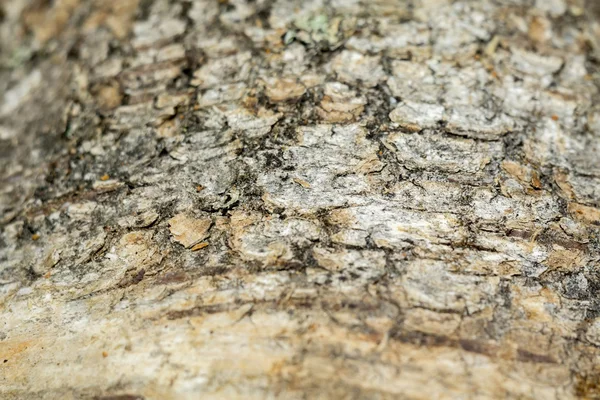 Macro di corteccia di betulla — Foto Stock