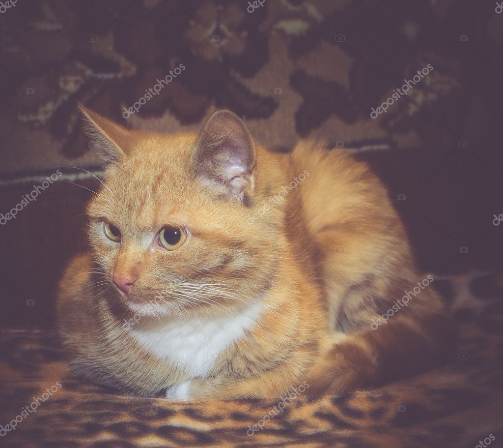 可爱的生姜猫复古 图库照片 C Artshock 可爱的生姜猫复古 图库照片 C Artshock