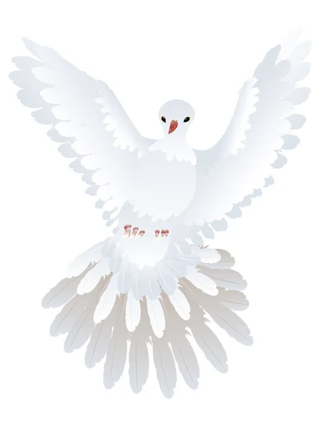 Beyaz Güvercin illüstrasyon — Stok Vektör