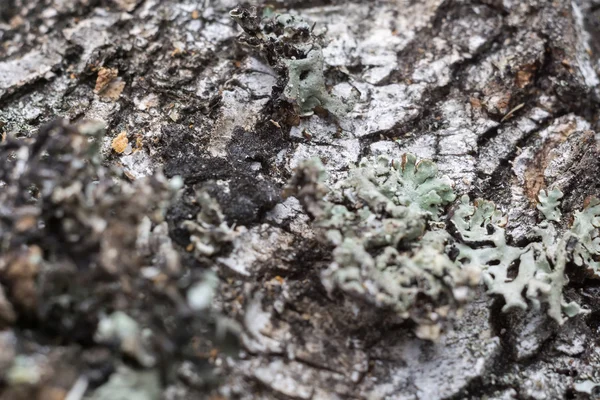 Casca de bétula Macro — Fotografia de Stock