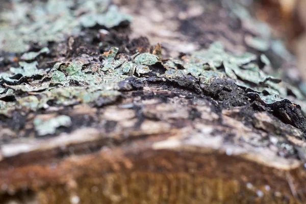 Casca de bétula Macro — Fotografia de Stock