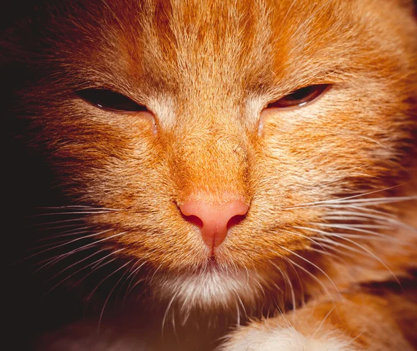 Ginger Cat portrét Retro — Stock fotografie