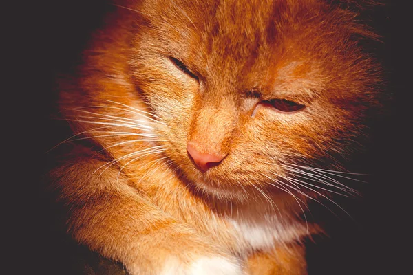 Ingwer Katzenporträt retro — Stockfoto