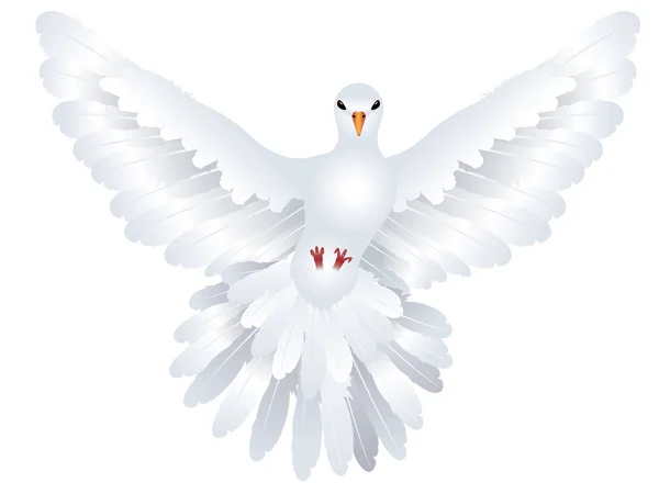 White Pigeon Illustration — Stock Vector