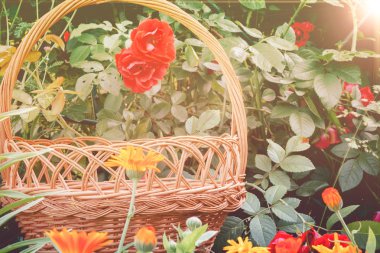 Sepet ve kırmızı gül