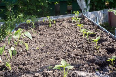 Yeşil bitkiler fide