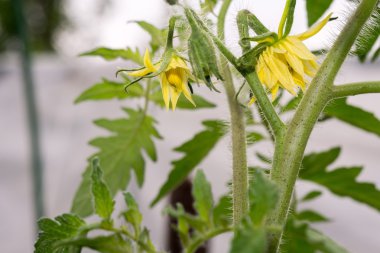 Büyüme fide domates