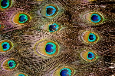 Tavus kuşu tüyü makro