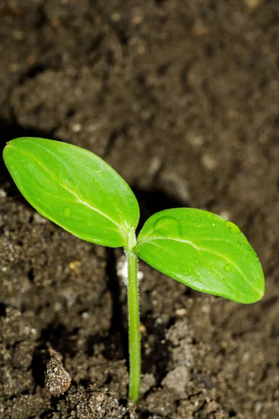 緑の植物の苗 — ストック写真