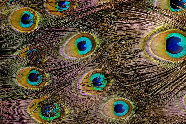 Peacock Feather Macro — Stockfoto