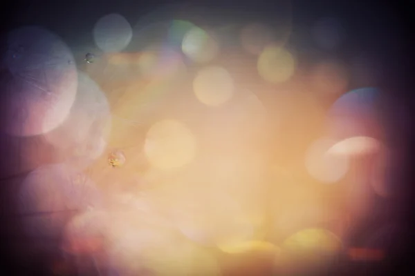 Dandelion with Water Drops Filtered — Stock Photo, Image