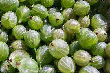 Yeşil bektaşi makro