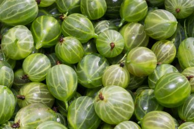 Yeşil bektaşi makro