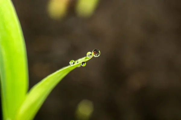 Plantas verdes plántulas —  Fotos de Stock