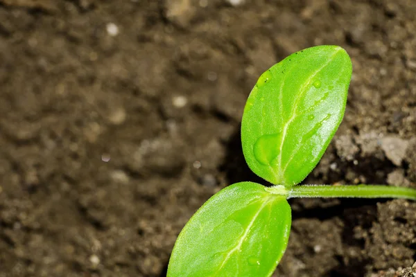 Mudas de plantas verdes — Fotografia de Stock