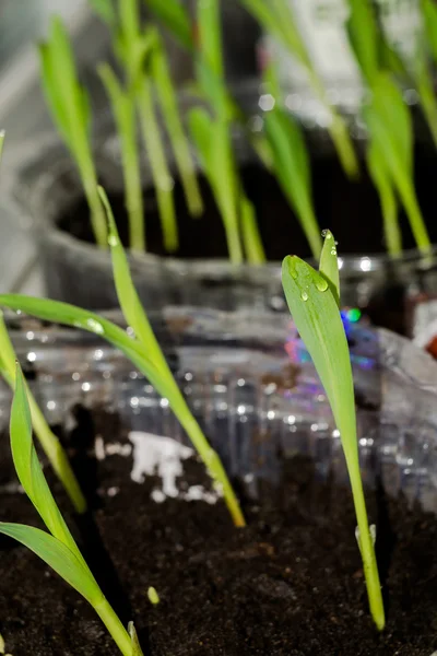 Mudas de plantas verdes — Fotografia de Stock