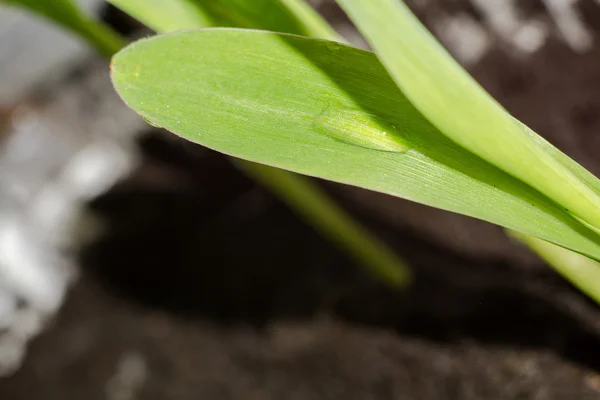 Gröna växter plantor — Stockfoto