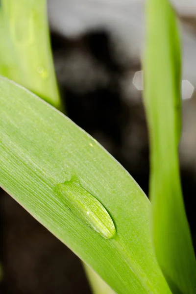 녹색 식물의 모 종 — 스톡 사진