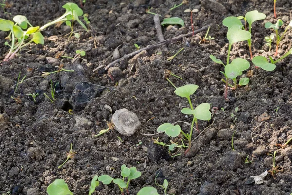 Green Plants Seedling — Stock Photo, Image