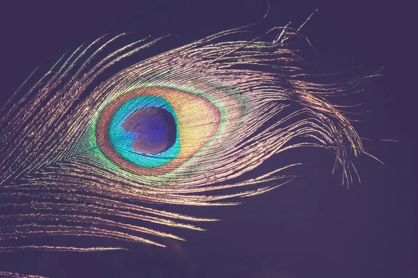 Peacock Feather Macro Retro — Stockfoto