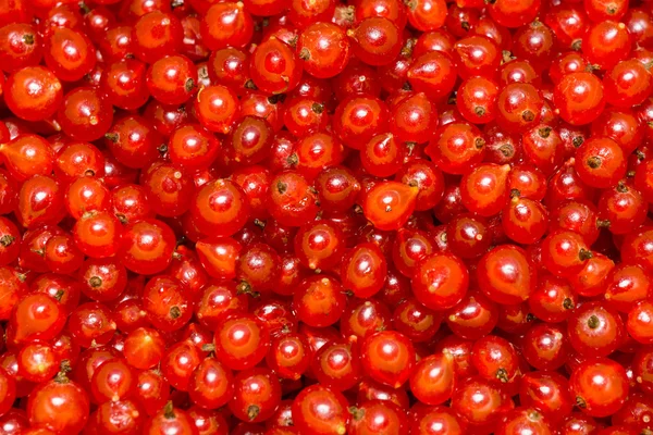 Red Currant Macro — Stock Photo, Image