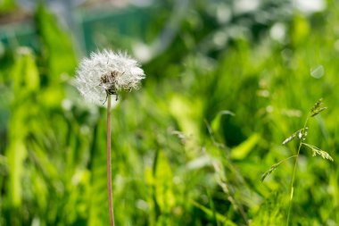 Karahindiba bahçede