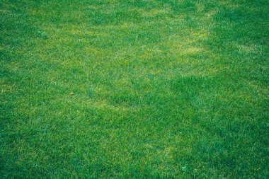 yeşil çim dokusu