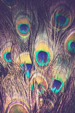 Tavus kuşu tüyü makro Retro