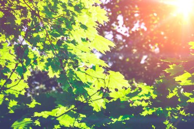 Güneşli yeşil akçaağaç yaprakları