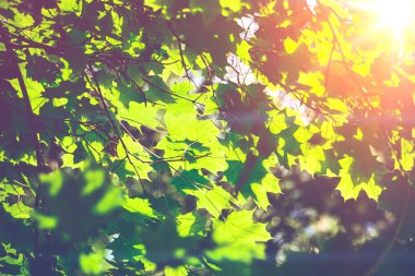 Güneşli yeşil akçaağaç yaprakları
