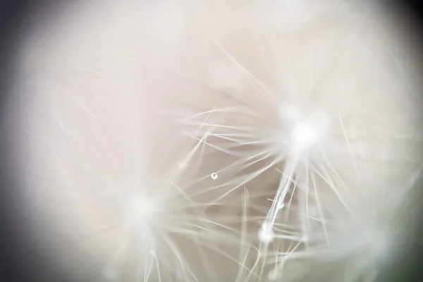 Diente de león con gotas de agua —  Fotos de Stock