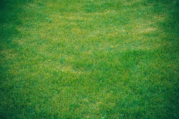 Textura de hierba verde — Foto de Stock