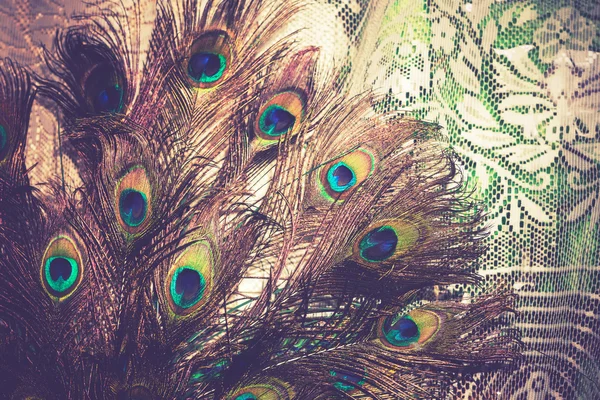 Pawie pióro makro Retro — Zdjęcie stockowe