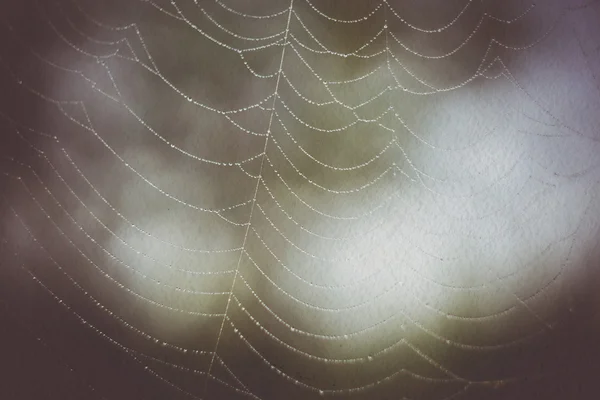 Macro de teia de aranha filtrada — Fotografia de Stock