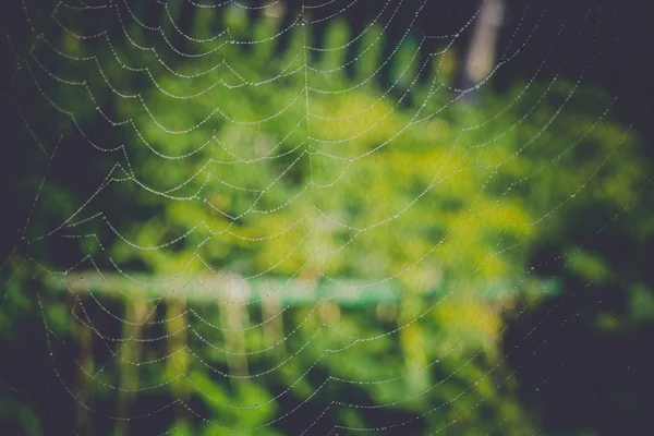 Spider Web Macro Filtered — Stock Photo, Image