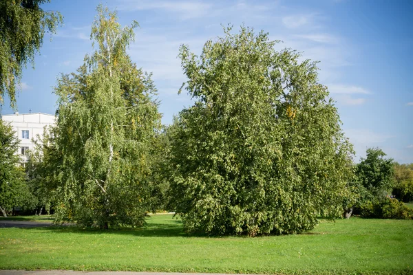 Slunečný městský park — Stock fotografie