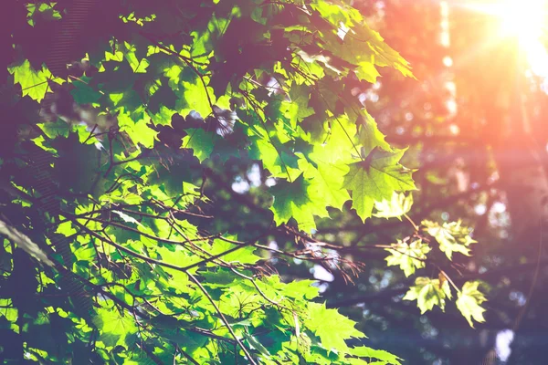 Hojas de arce verde soleado —  Fotos de Stock