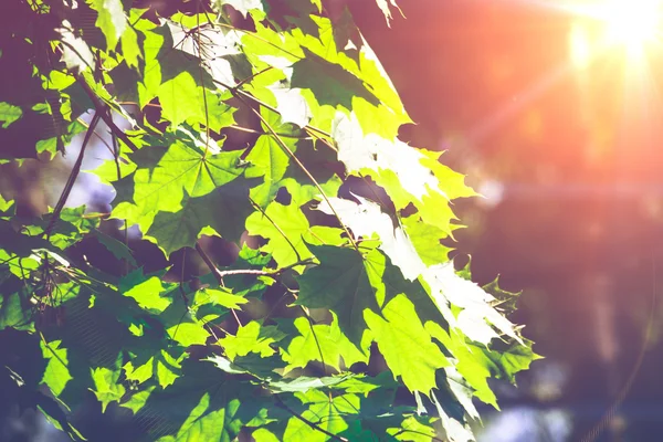 Foglie d'acero verde sole — Foto Stock