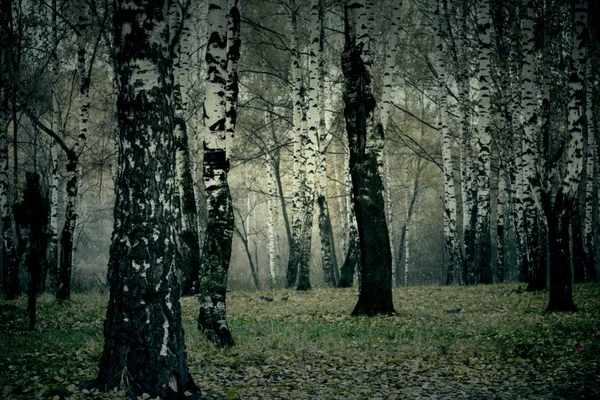 Arbres dans Autumn Park Rétro — Photo