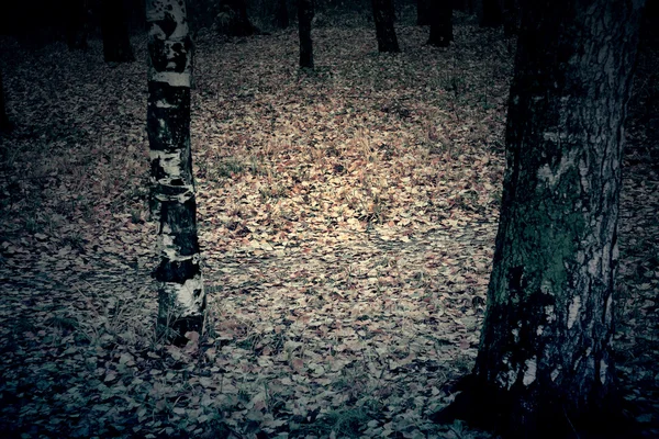 Drzewa w parku jesień Retro — Zdjęcie stockowe