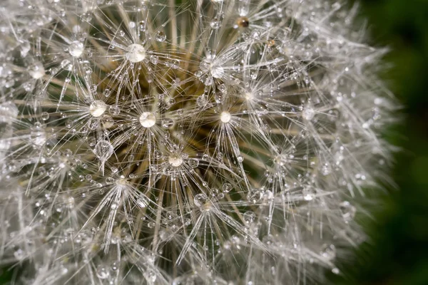 Löwenzahn mit Wassertropfen — Stockfoto